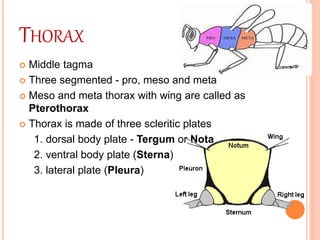 THORAX
 Middle tagma
 Three segmented - pro, meso and meta
 Meso and meta thorax with wing are called as
Pterothorax
 Thorax is made of three scleritic plates
1. dorsal body plate - Tergum or Nota
2. ventral body plate (Sterna)
3. lateral plate (Pleura)
 
