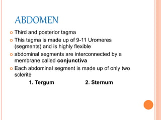 ABDOMEN
 Third and posterior tagma
 This tagma is made up of 9-11 Uromeres
(segments) and is highly flexible
 abdominal segments are interconnected by a
membrane called conjunctiva
 Each abdominal segment is made up of only two
sclerite
1. Tergum 2. Sternum
 