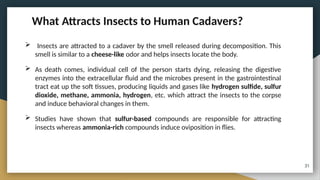 Insect Traits Relation to Forensic Entomology.pptx