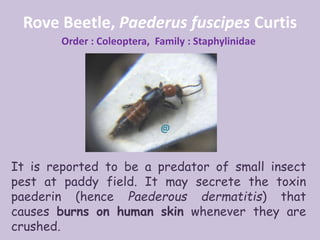 Rove Beetle, Paederus fuscipes Curtis
Order : Coleoptera, Family : Staphylinidae
It is reported to be a predator of small insect
pest at paddy field. It may secrete the toxin
paederin (hence Paederous dermatitis) that
causes burns on human skin whenever they are
crushed.
@
 