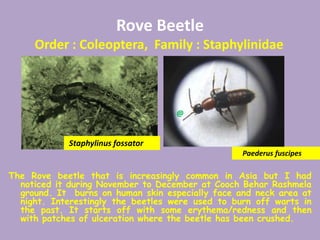 Rove Beetle
Order : Coleoptera, Family : Staphylinidae
The Rove beetle that is increasingly common in Asia but I had
noticed it during November to December at Cooch Behar Rashmela
ground. It burns on human skin especially face and neck area at
night. Interestingly the beetles were used to burn off warts in
the past. It starts off with some erythema/redness and then
with patches of ulceration where the beetle has been crushed.
Paederus fuscipes
Staphylinus fossator
@
 