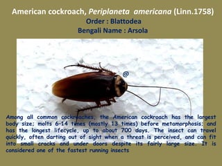American cockroach, Periplaneta americana (Linn.1758)
Order : Blattodea
Bengali Name : Arsola
Among all common cockroaches, the American cockroach has the largest
body size; molts 6–14 times (mostly 13 times) before metamorphosis; and
has the longest lifecycle, up to about 700 days. The insect can travel
quickly, often darting out of sight when a threat is perceived, and can fit
into small cracks and under doors despite its fairly large size. It is
considered one of the fastest running insects
@
 