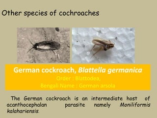 Other species of cochroaches
German cockroach, Blattella germanica
Order : Blattodea,
Bengali Name : German arsola
The German cockroach is an intermediate host of
acanthocephalan parasite namely Moniliformis
kalahariensis.
@
 
