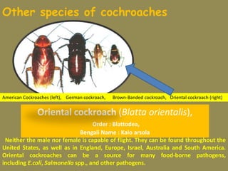 Other species of cochroaches
Oriental cockroach (Blatta orientalis),
Order : Blattodea,
Bengali Name : Kalo arsola
Neither the male nor female is capable of flight. They can be found throughout the
United States, as well as in England, Europe, Israel, Australia and South America.
Oriental cockroaches can be a source for many food-borne pathogens,
including E.coli, Salmonella spp., and other pathogens.
American Cockroaches (left), German cockroach, Brown-Banded cockroach, Oriental cockroach (right)
 