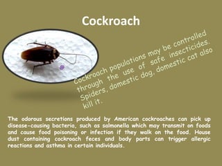 Cockroach
The odorous secretions produced by American cockroaches can pick up
disease-causing bacteria, such as salmonella which may transmit on foods
and cause food poisoning or infection if they walk on the food. House
dust containing cockroach feces and body parts can trigger allergic
reactions and asthma in certain individuals.
@
 