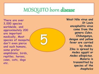 MOSQUITO born disease
West Nile virus and
St Louis
encephalitis virus
come from the
genera Culex.
Chikungunya,
dengue and yellow
fever are carried
by Aedes.
Zika is spread by
Aedes agypti or
Aedes albopictus.
Malaria is
transmitted by
species of the
Anopheles
There are over
3,000 species
worldwide, and
approximately 200
are important
medically. Most
species of mosquito
don't even pierce
and suck humans,
some prefer
amphibians, birds,
reptiles. horses,
cows, cats, dogs
etc.
 