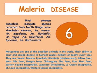 Maleria DISEASE
Mosquitoes are one of the deadliest animals in the world. Their ability to
carry and spread disease to humans causes millions of deaths every year.
They can caused Malaria, Lymphatic filaraiasis (elephantiasis), Yellow fever,
West Nile fever, Dengue fever, Chikunguny, Zika fever, Ross River fever,
Eastern Equine Encephalitis, Japanese Encephalitis, La Crosse Encephalitis,
St. Louis Encephalitis, Western Equine Encephalitis.
Most common
endophilic mosquito species
recorded from North Bengal were
Anopheles minimus, An. varuna,
An. maculatus, An. fluviatilis,
An. vagus, An. culicifacies, An.
hyrcanus, An. Barbirostris.
 