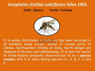 Anopheles (Cellia) culicifacies Giles 1901
Order : Diptera Family : Culicidae
It is widely distributed in India and has been recorded in
all mainland zones except islands of except parts of
Odisha, Northeastern States of India, North Bengal and
Andaman & Nicobar and Lakshadweep. It is also the vector
of tribal malaria presently characterized to be a species
complex with 5 or more sibling species viz. A, B, C, D and
E.
 