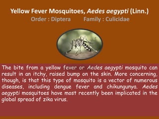 Yellow Fever Mosquitoes, Aedes aegypti (Linn.)
Order : Diptera Family : Culicidae
The bite from a yellow fever or Aedes aegypti mosquito can
result in an itchy, raised bump on the skin. More concerning,
though, is that this type of mosquito is a vector of numerous
diseases, including dengue fever and chikungunya. Aedes
aegypti mosquitoes have most recently been implicated in the
global spread of zika virus.
 
