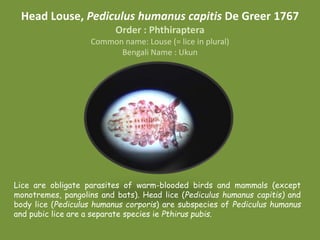 Head Louse, Pediculus humanus capitis De Greer 1767
Order : Phthiraptera
Common name: Louse (= lice in plural)
Bengali Name : Ukun
Lice are obligate parasites of warm-blooded birds and mammals (except
monotremes, pangolins and bats). Head lice (Pediculus humanus capitis) and
body lice (Pediculus humanus corporis) are subspecies of Pediculus humanus
and pubic lice are a separate species ie Pthirus pubis.
 