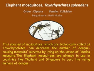 Elephant mosquitoes, Toxorhynchites splendens
Order : Diptera Family : Culicidae
Bengali name : Hathi Mosha
This species of mosquitoes, which are biologically called as
Toxorhynchites, can decrease the number of dengue-
causing mosquito' survives by living on the larvae of 'Aedes
mosquito.The Elephant mosquitoes are already in use in
countries like Thailand and Singapore to curb the rising
menace of dengue.
 