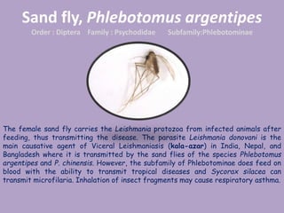 Sand fly, Phlebotomus argentipes
Order : Diptera Family : Psychodidae Subfamily:Phlebotominae
The female sand fly carries the Leishmania protozoa from infected animals after
feeding, thus transmitting the disease. The parasite Leishmania donovani is the
main causative agent of Viceral Leishmaniasis (kala-azar) in India, Nepal, and
Bangladesh where it is transmitted by the sand flies of the species Phlebotomus
argentipes and P. chinensis. However, the subfamily of Phlebotominae does feed on
blood with the ability to transmit tropical diseases and Sycorax silacea can
transmit microfilaria. Inhalation of insect fragments may cause respiratory asthma.
 