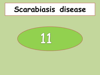 Scarabiasis disease
 