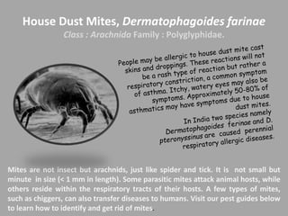 House Dust Mites, Dermatophagoides farinae
Class : Arachnida Family : Polyglyphidae.
Mites are not insect but arachnids, just like spider and tick. It is not small but
minute in size (< 1 mm in length). Some parasitic mites attack animal hosts, while
others reside within the respiratory tracts of their hosts. A few types of mites,
such as chiggers, can also transfer diseases to humans. Visit our pest guides below
to learn how to identify and get rid of mites.
 