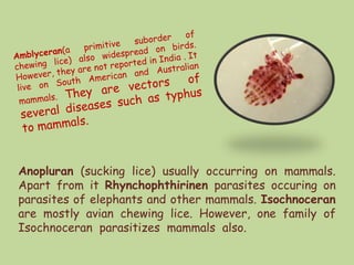 Anopluran (sucking lice) usually occurring on mammals.
Apart from it Rhynchophthirinen parasites occuring on
parasites of elephants and other mammals. Isochnoceran
are mostly avian chewing lice. However, one family of
Isochnoceran parasitizes mammals also.
 