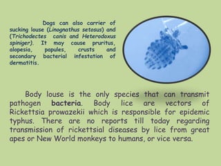 Body louse is the only species that can transmit
pathogen bacteria. Body lice are vectors of
Rickettsia prowazekii which is responsible for epidemic
typhus. There are no reports till today regarding
transmission of rickettsial diseases by lice from great
apes or New World monkeys to humans, or vice versa.
Dogs can also carrier of
sucking louse (Linognathus setosus) and
(Trichodectes canis and Heterodoxus
spiniger). It may cause pruritus,
alopesia, papules, crusts and
secondary bacterial infestation of
dermatitis.
 