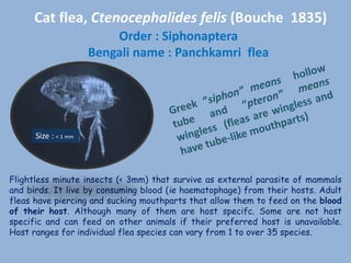 Cat flea, Ctenocephalides felis (Bouche 1835)
Order : Siphonaptera
Bengali name : Panchkamri flea
Flightless minute insects (< 3mm) that survive as external parasite of mammals
and birds. It live by consuming blood (ie haematophage) from their hosts. Adult
fleas have piercing and sucking mouthparts that allow them to feed on the blood
of their host. Although many of them are host specifc. Some are not host
specific and can feed on other animals if their preferred host is unavailable.
Host ranges for individual flea species can vary from 1 to over 35 species.
Size : < 1 mm
 