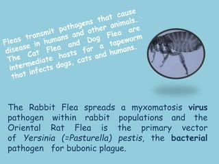 The Rabbit Flea spreads a myxomatosis virus
pathogen within rabbit populations and the
Oriental Rat Flea is the primary vector
of Yersinia (=Pasturella) pestis, the bacterial
pathogen for bubonic plague.
 