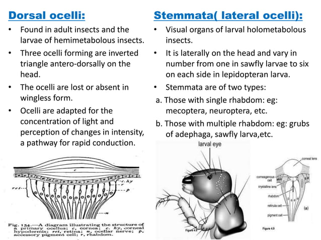 Insect vision | PPT