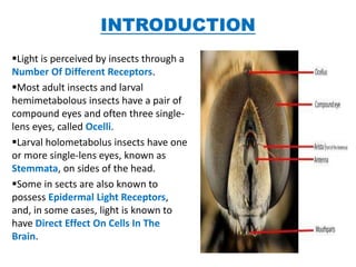 INTRODUCTION
Light is perceived by insects through a
Number Of Different Receptors.
Most adult insects and larval
hemimetabolous insects have a pair of
compound eyes and often three single-
lens eyes, called Ocelli.
Larval holometabolus insects have one
or more single-lens eyes, known as
Stemmata, on sides of the head.
Some in sects are also known to
possess Epidermal Light Receptors,
and, in some cases, light is known to
have Direct Effect On Cells In The
Brain.
 