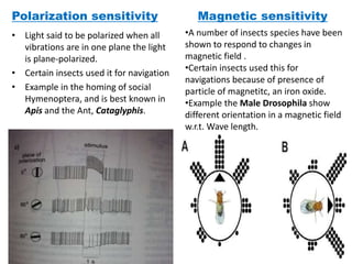 Polarization sensitivity
• Light said to be polarized when all
vibrations are in one plane the light
is plane-polarized.
• Certain insects used it for navigation
• Example in the homing of social
Hymenoptera, and is best known in
Apis and the Ant, Cataglyphis.
Magnetic sensitivity
•A number of insects species have been
shown to respond to changes in
magnetic field .
•Certain insects used this for
navigations because of presence of
particle of magnetitc, an iron oxide.
•Example the Male Drosophila show
different orientation in a magnetic field
w.r.t. Wave length.
 