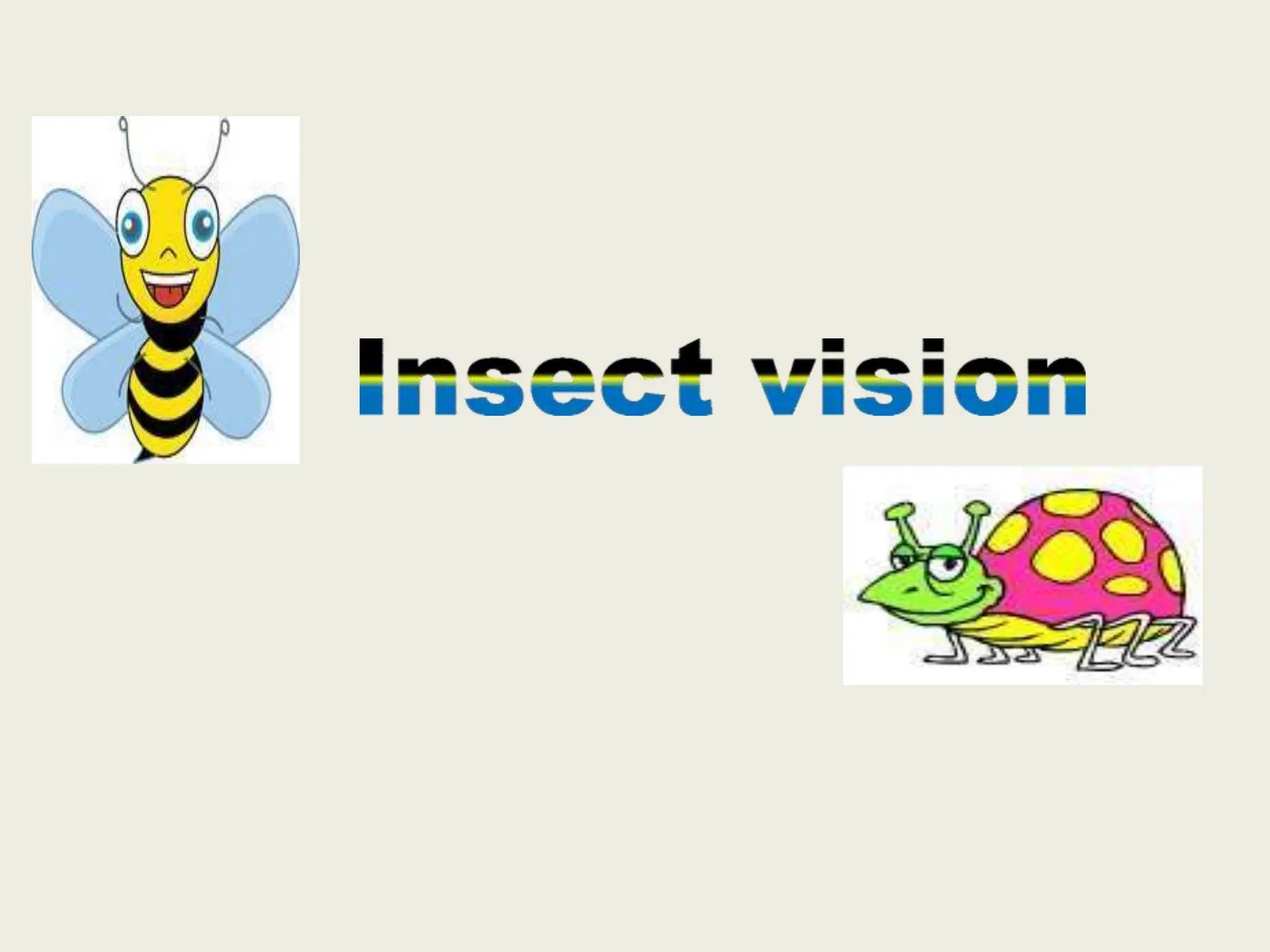 insect vision, entomology, insect eye facet PPT