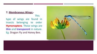 7. Membranous Wings:-
This
are found in
type of wings
insects belonging to order
Hymenoptera. These wings are
thin and transparent in nature.
Eg. Dragon Fly and Honey Bee.
 