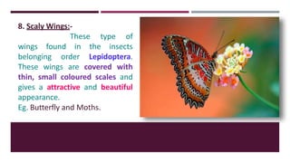 8. Scaly Wings:-
These type of
wings found in the insects
belonging order Lepidoptera.
These wings are covered with
thin, small coloured scales and
gives a attractive and beautiful
appearance.
Eg. Butterfly and Moths.
 