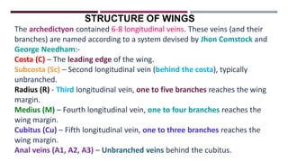 STRUCTURE OF WINGS
The archedictyon contained 6-8 longitudinal veins. These veins (and their
branches) are named according to a system devised by Jhon Comstock and
George Needham:-
Costa (C) – The leading edge of the wing.
Subcosta (Sc) – Second longitudinal vein (behind the costa), typically
unbranched.
Radius (R) - Third longitudinal vein, one to five branches reaches the wing
margin.
Medius (M) – Fourth longitudinal vein, one to four branches reaches the
wing margin.
Cubitus (Cu) – Fifth longitudinal vein, one to three branches reaches the
wing margin.
Anal veins (A1, A2, A3) – Unbranched veins behind the cubitus.
 