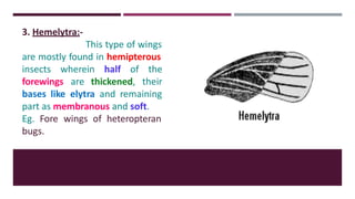 3. Hemelytra:-
This type of wings
are mostly found in hemipterous
insects wherein half of
forewings are thickened,
the
their
bases like elytra and remaining
part as membranous and soft.
Eg. Fore wings of heteropteran
bugs.
 