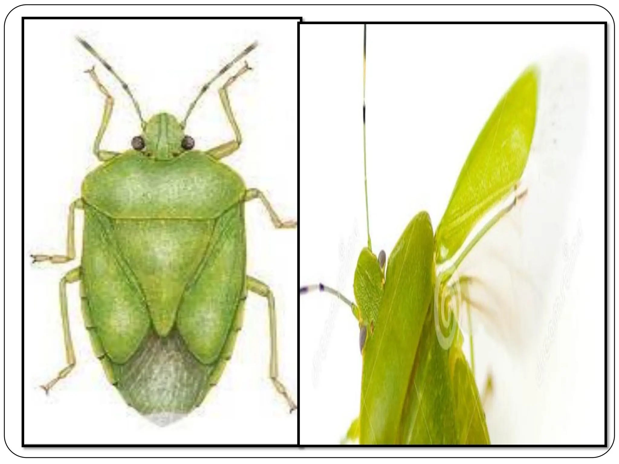 INSECT WING AND ITS MODIFICATION by Dr chetna Khandakar Sgcars JDB | PDF