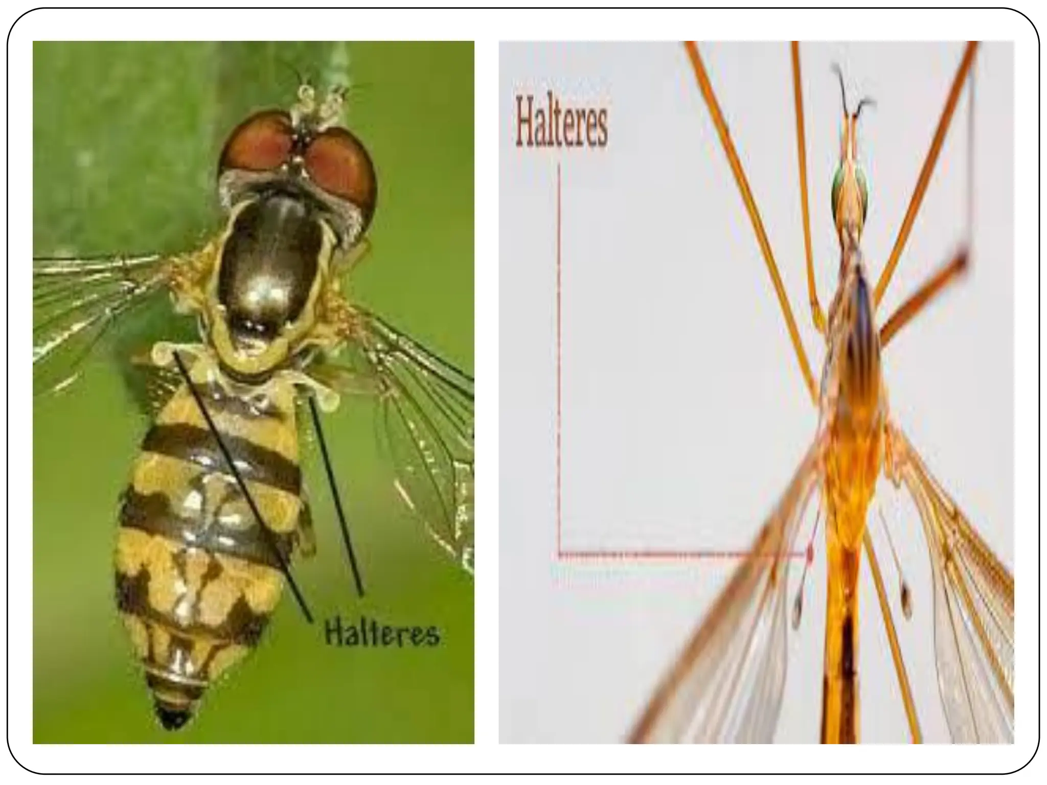 INSECT WING AND ITS MODIFICATION by Dr chetna Khandakar Sgcars JDB | PDF