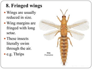 INSECT WING AND ITS MODIFICATION by Dr chetna Khandakar Sgcars JDB | PDF