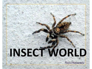 INSECT WORLD 