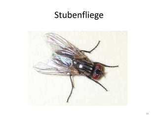 Stubenfliege

16

 