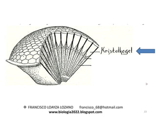  FRANCISCO LOAYZA LOZANO
francisco_68@hotmail.com
www.biologia2022.blogspot.com

23

 