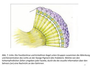 Abb. 7. Links: Die Facettenlinse und kristallinen Kegel unten Gruppen zusammen die Ablenkung
und Konzentration des Lichts an der Stange Pigment (die rhabdom). Welche von den
lichtempfindlichen Zellen umgeben jede Facette, durch die die visuelle Information über den
Sehnerv (en) eine Nachricht an den Gehirnen
24

 