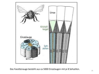 Das Facettenauge besteht aus ca 5000 Einzelaugen mit je 8 Sehzellen.

26

 