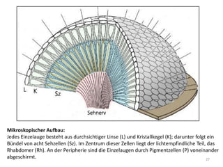 Mikroskopischer Aufbau:
Jedes Einzelauge besteht aus durchsichtiger Linse (L) und Kristallkegel (K); darunter folgt ein
Bündel von acht Sehzellen (Sz). Im Zentrum dieser Zellen liegt der lichtempfindliche Teil, das
Rhabdomer (Rh). An der Peripherie sind die Einzelaugen durch Pigmentzellen (P) voneinander
abgeschirmt.
27

 