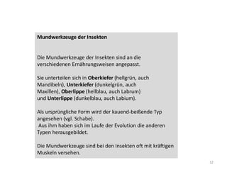 Mundwerkzeuge der Insekten

Die Mundwerkzeuge der Insekten sind an die
verschiedenen Ernährungsweisen angepasst.
Sie unterteilen sich in Oberkiefer (hellgrün, auch
Mandibeln), Unterkiefer (dunkelgrün, auch
Maxillen), Oberlippe (hellblau, auch Labrum)
und Unterlippe (dunkelblau, auch Labium).
Als ursprüngliche Form wird der kauend-beißende Typ
angesehen (vgl. Schabe).
Aus ihm haben sich im Laufe der Evolution die anderen
Typen herausgebildet.
Die Mundwerkzeuge sind bei den Insekten oft mit kräftigen
Muskeln versehen.
32

 