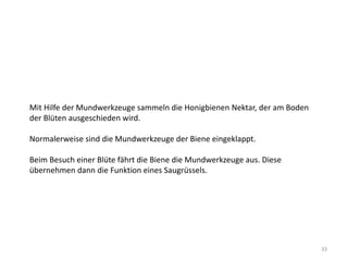 Mit Hilfe der Mundwerkzeuge sammeln die Honigbienen Nektar, der am Boden
der Blüten ausgeschieden wird.
Normalerweise sind die Mundwerkzeuge der Biene eingeklappt.
Beim Besuch einer Blüte fährt die Biene die Mundwerkzeuge aus. Diese
übernehmen dann die Funktion eines Saugrüssels.

33

 