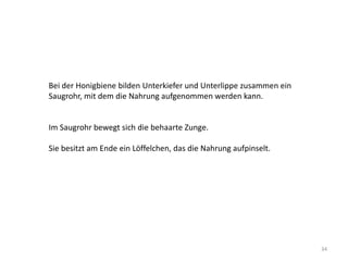 Bei der Honigbiene bilden Unterkiefer und Unterlippe zusammen ein
Saugrohr, mit dem die Nahrung aufgenommen werden kann.

Im Saugrohr bewegt sich die behaarte Zunge.
Sie besitzt am Ende ein Löffelchen, das die Nahrung aufpinselt.

34

 