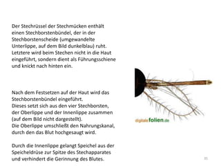 Der Stechrüssel der Stechmücken enthält
einen Stechborstenbündel, der in der
Stechborstenscheide (umgewandelte
Unterlippe, auf dem Bild dunkelblau) ruht.
Letztere wird beim Stechen nicht in die Haut
eingeführt, sondern dient als Führungsschiene
und knickt nach hinten ein.

Nach dem Festsetzen auf der Haut wird das
Stechborstenbündel eingeführt.
Dieses setzt sich aus den vier Stechborsten,
der Oberlippe und der Innenlippe zusammen
(auf dem Bild nicht dargestellt).
Die Oberlippe umschließt den Nahrungskanal,
durch den das Blut hochgesaugt wird.
Durch die Innenlippe gelangt Speichel aus der
Speicheldrüse zur Spitze des Stechapparates
und verhindert die Gerinnung des Blutes.

35

 