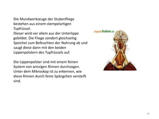 Die Mundwerkzeuge der Stubenfliege
bestehen aus einem stempelartigen
Tupfrüssel.
Dieser wird vor allem aus der Unterlippe
gebildet. Die Fliege sondert gleichzeitig
Speichel zum Befeuchten der Nahrung ab und
saugt diese dann mit den beiden
Lippenpolstern des Tupfrüssels auf.
Die Lippenpolster sind mit einem feinen
System von winzigen Rinnen durchzogen.
Unter dem Mikroskop ist zu erkennen, wie
diese Rinnen durch feine Spängchen versteift
sind.

36

 