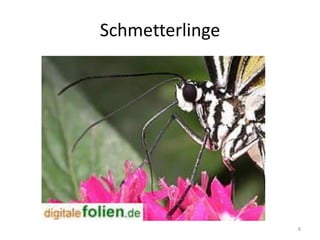 Schmetterlinge

8

 
