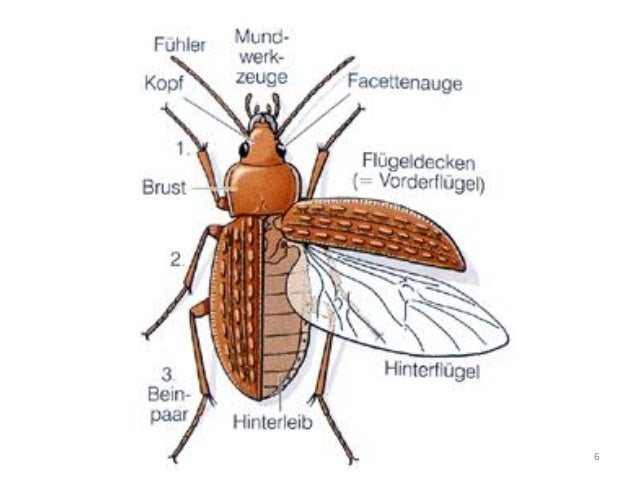 Insekten