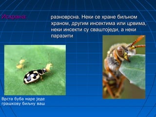 Исхрана:               разноврсна. Неки се хране биљном
                       храном, другим инсектима или црвима,
                       неки инсекти су сваштоједи, а неки
                       паразити




Врста буба маре једе
грашкову биљну ваш
 