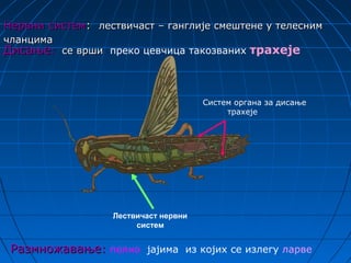 Нервни систем: лествичаст – ганглије смештене у телесним
чланцима
Дисање: се врши преко цевчица такозваних трахеје



                                       Систем органа за дисање
                                            трахеје




                   Лествичаст нервни
                        систем


 Размножавање: полно јајима из којих се излегу ларве
 