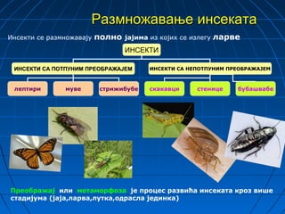Размножавање инсеката
Инсекти се размножавају   полно јајима из којих се излегу ларве
                                 ИНСЕКТИ

 ИНСЕКТИ СА ПОТПУНИМ ПРЕОБРАЖАЈЕМ       ИНСЕКТИ СА НЕПОТПУНИМ ПРЕОБРАЖАЈЕМ



 лептири       муве        стрижибубе   скакавци     стенице    бубашвабе




Преображај или метаморфоза је процес развића инсеката кроз више
стадијума (јаја,ларва,лутка,одрасла јединка)
 