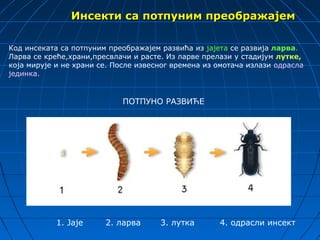 Инсекти са потпуним преображајем

Код инсеката са потпуним преображајем развића из јајета се развија ларва.
Ларва се креће,храни,пресвлачи и расте. Из ларве прелази у стадијум лутке,
која мирује и не храни се. После извесног времена из омотача излази одрасла
јединка.


                             ПОТПУНО РАЗВИЋЕ




            1. Јаје     2. ларва      3. лутка       4. одрасли инсект
 